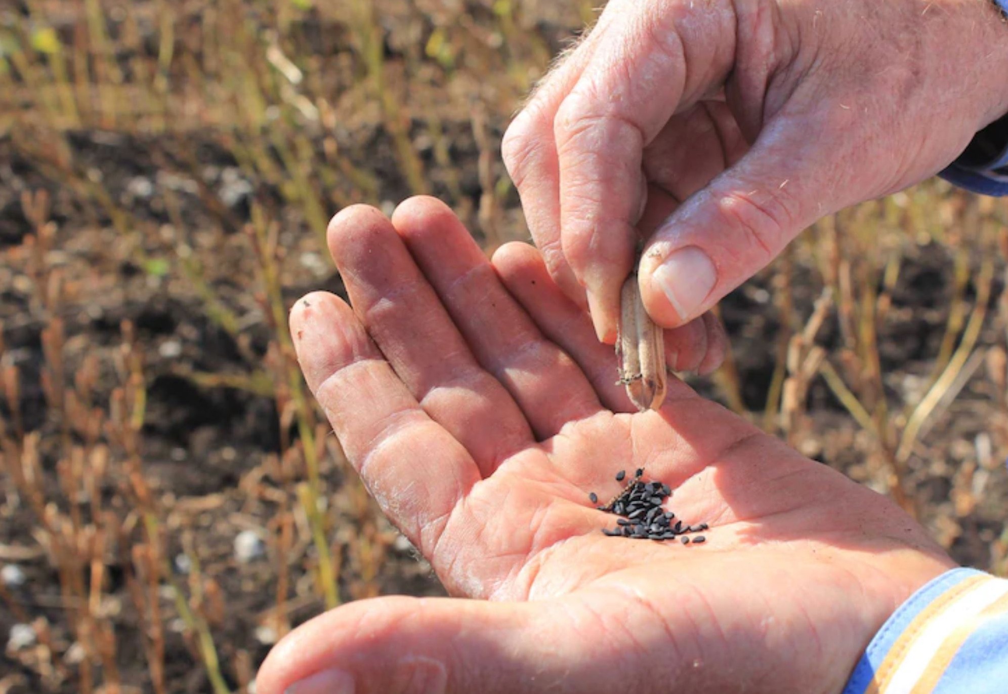 biochemical-characterisation-of-black-sesame-seed